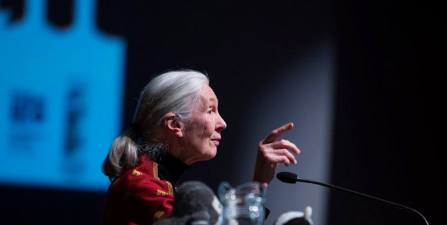 Jane Goodall. Ljósmynd: ©Kristinn Ingvarsson